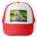 16, DE ISHBILIA BICHON FRISE hats