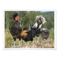 16 X 12 Four Polish Chickens Photographic Print