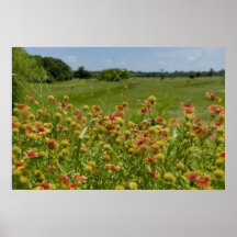 16x24 Indian Blanket Wildflower Posters