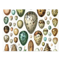 1897 ANIMAL EGGS from Meyers Konversations-Lexikon Post Card