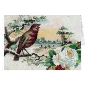 1908 Bird Postcard card