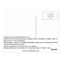 1912 Arizona Cotton Fact Postcard