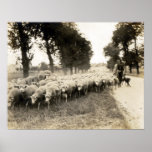 1921 French Shepherd Print