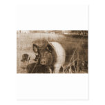 1960s Pig Post Card
