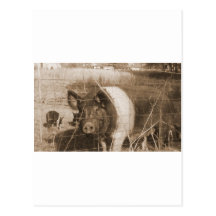 1960s Pig Post Card