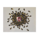 $1.15 Busy Bee PHOTO INSERT Postcard postcard