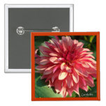 1 dalia rosada de Starburst Pins