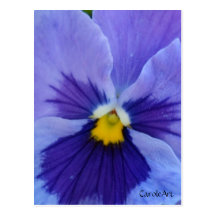 1 Pansy Blue Beauty Post Card