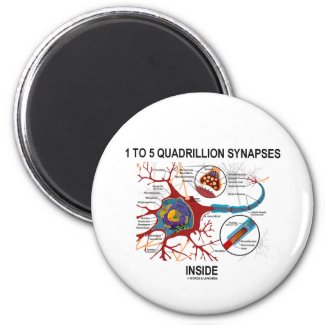 1 To 5 Quadrillion Synapses Inside (Neuron) Magnets