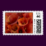 1a, orange cala lillies