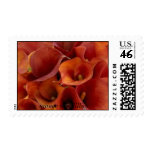 1a, orange cala lillies