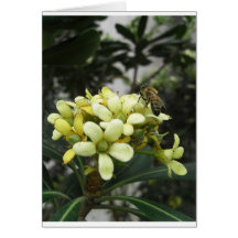 1BeeCloseUp 4 Greeting Card