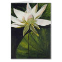 2007_white_lotus cards by achesley 2007_white_lotus cards