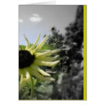 2008-08-15 001 CARDS