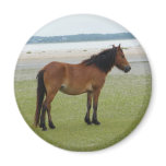 2009-7-20 Shackleford Banks 00028 Fridge Magnet