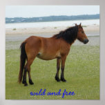 2009-7-20 Shackleford Banks 00028, wild and free Posters