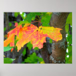 2009_Maine_Autumn_150 Print