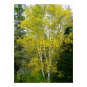 2009_Maine_Autumn_156 posters