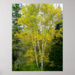 2009_Maine_Autumn_156 Poster