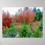 2009_Maine_Autumn_231 Print