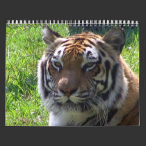 2010 Animal Calendar calendars