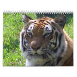 2010 Animal Calendar