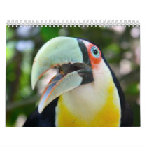 2010 Calendar, Birds of Brazil