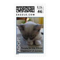2010 Cutest Cat Contest Winner postage