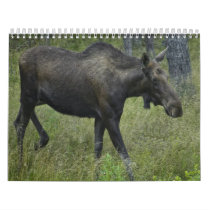 2010 Wildlife Calendar
