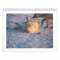 2011 Arctic Wolves Wall Calendar
