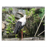 2011 Birds Wall Calendar