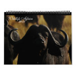 2011 Calendars African animals- Huge size