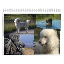 2011 Standard Poodle Calender Calendar