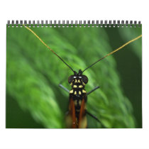2011 Wide Eyed Illuminations Wall Calendars