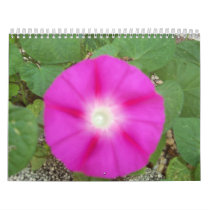 2012-2013 Calender Wall Calendars