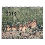 2012 Burrowing Owls Wall Calendar
