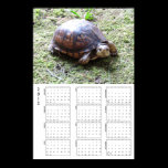 2012 Calendar - Turtle on Moss posters