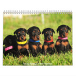 2012 Doberman Puppy Calendar