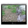 2012 hairless dogs calendar