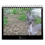 2012 hairless dogs calendar