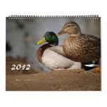 2012 Mallard Ducks Calendar