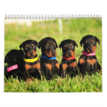2013 Doberman Puppy Calendar calendars
