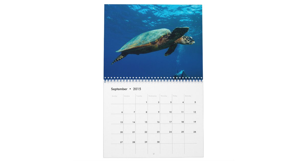 2015 Turtles of the Coral Sea Calendar Zazzle