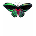 $20.95 Mariposa Shirt Tshirt Chic Trendy Butterfly shirt