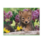 20_baby_animals (15) adorable cute darling pets post cards