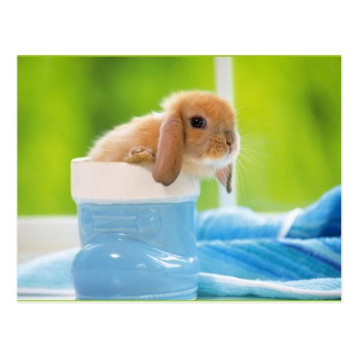20_baby_animals (4) BABY BUNNY RABBIT blue greens Postcard Zazzle