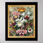 20 x 24 negros y oro posters