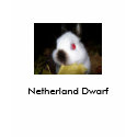 233_1470, Netherland Dwarf t-shirts by brilliantfids 233_1470, Netherland Dwarf t-shirts