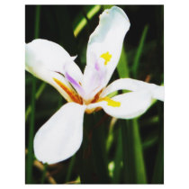 235 white flower lilly art print flyers