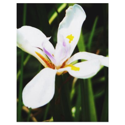 235 white flower lilly art print personalized flyer by Catwing
